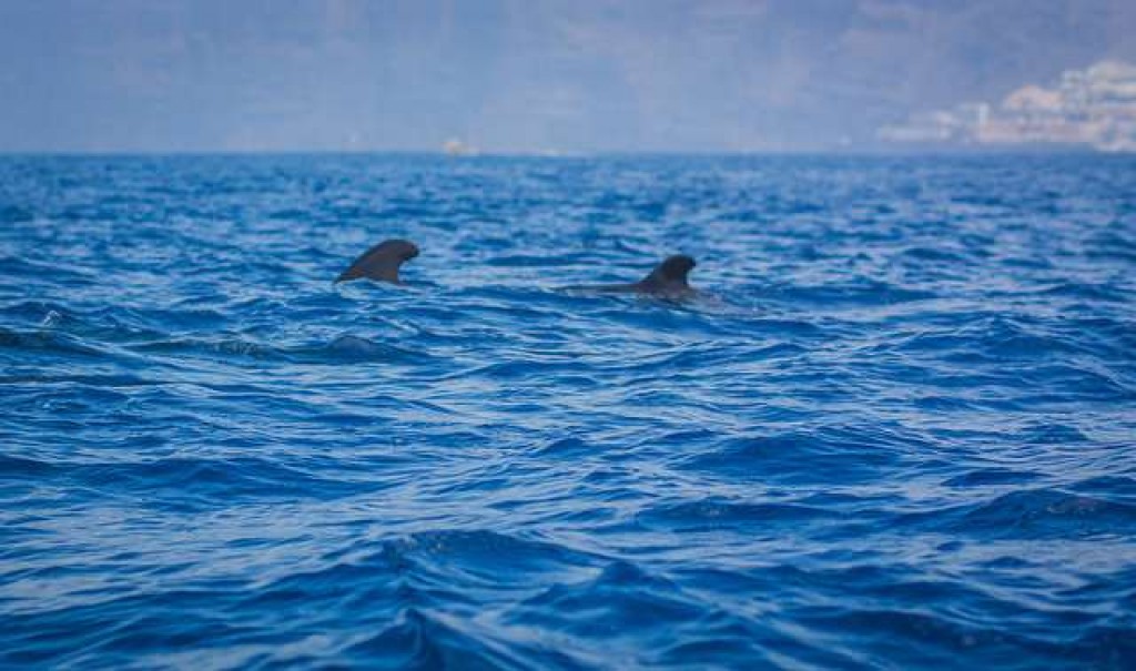 delfines tenerife con niños