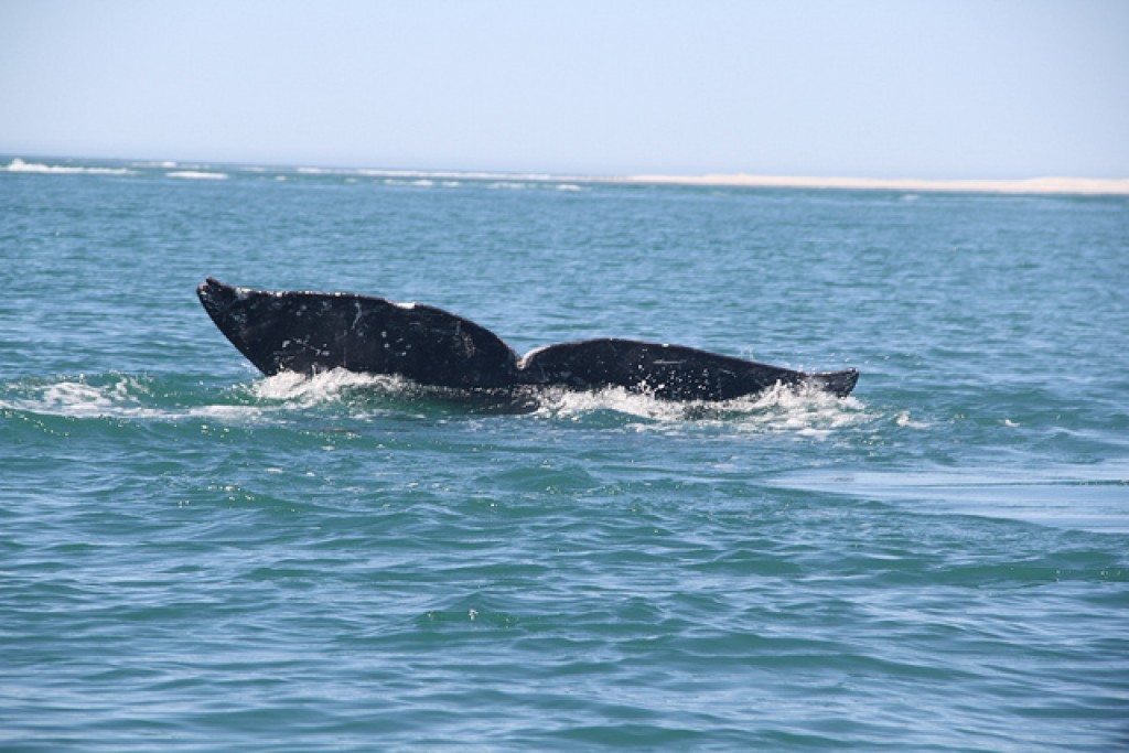 avistamiento ballenas noruega con niños