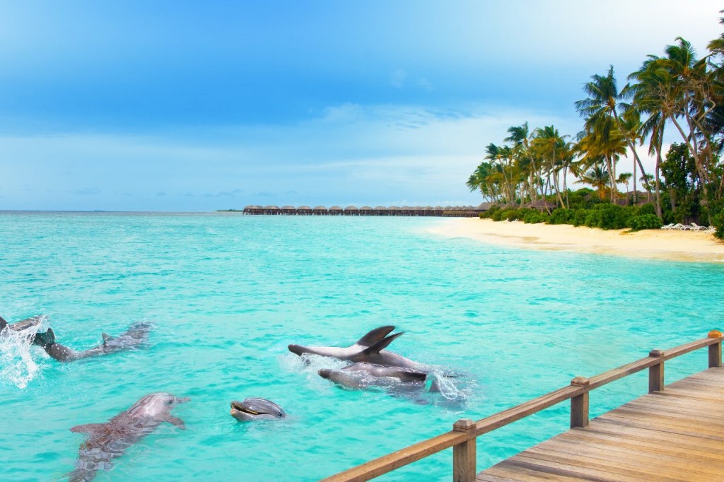 delfines en maldivas