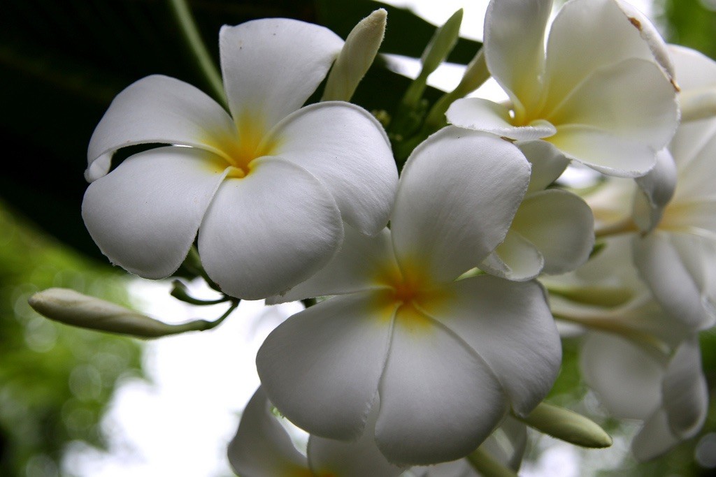 flora de maldivas