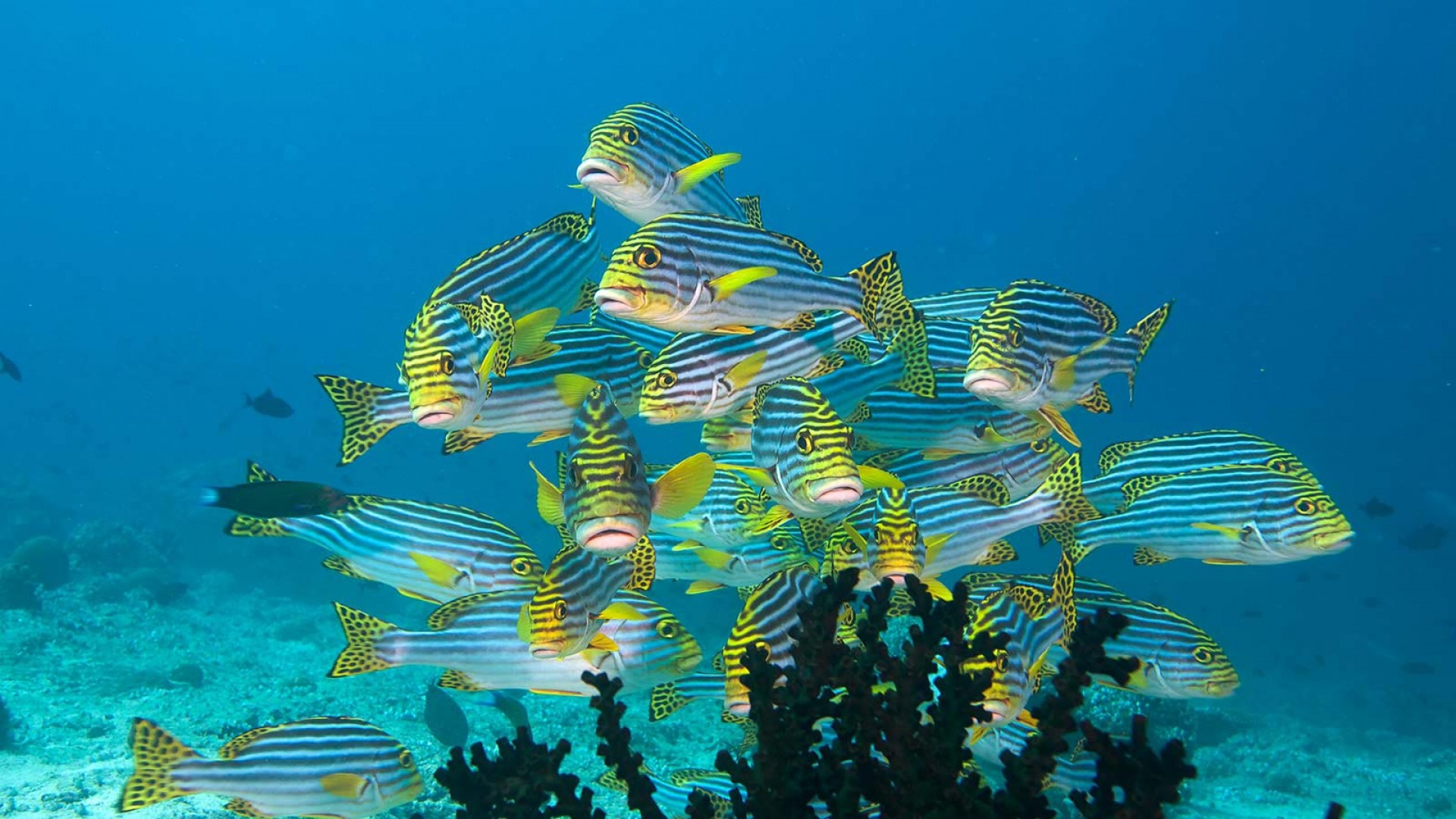 Lily_Beach_Diving_3_gzkMm.jpg