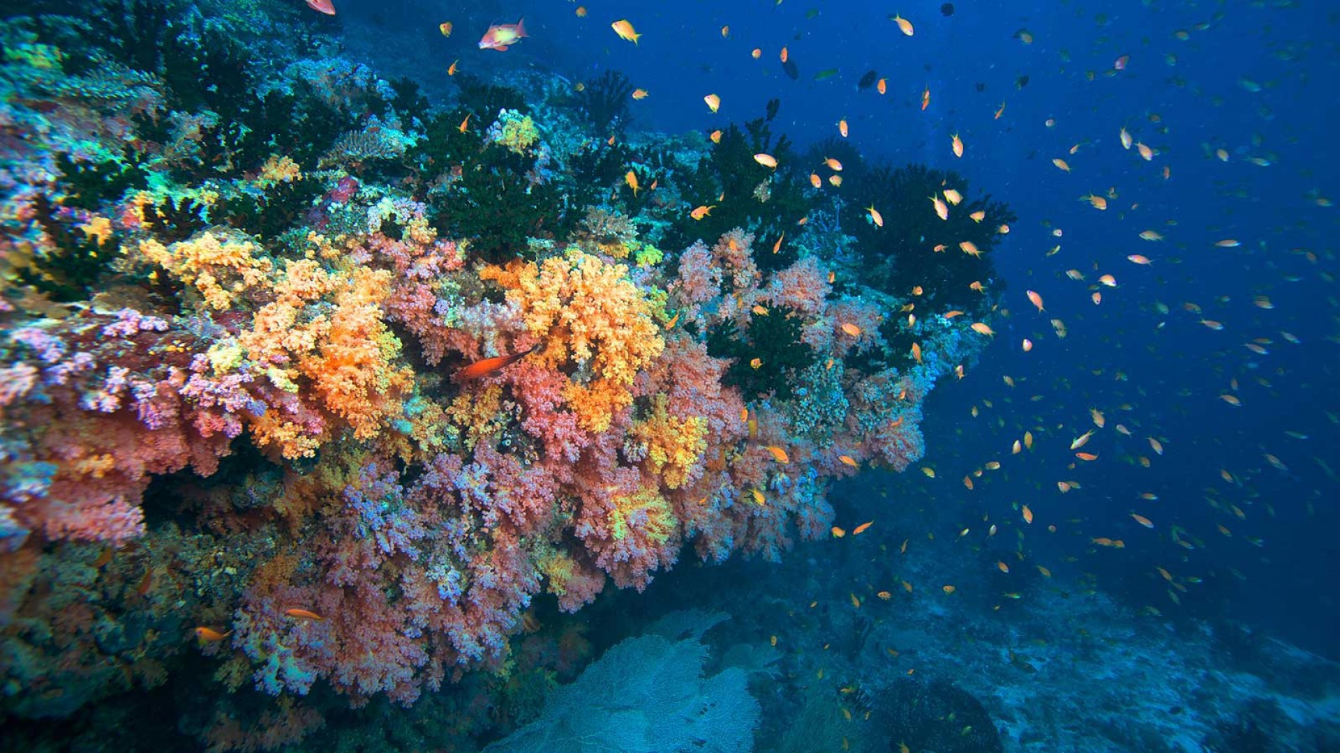 Lily_Beach_Diving_4_ZeFiM.jpg