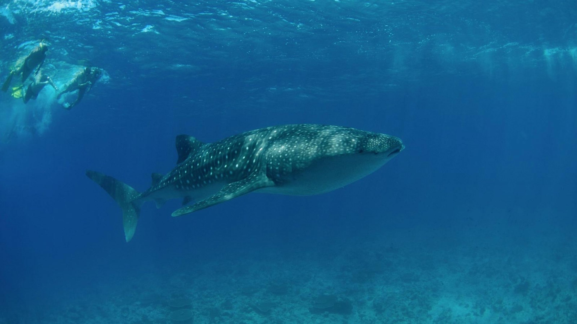 Lily_Beach_Diving_7_MypST.jpg