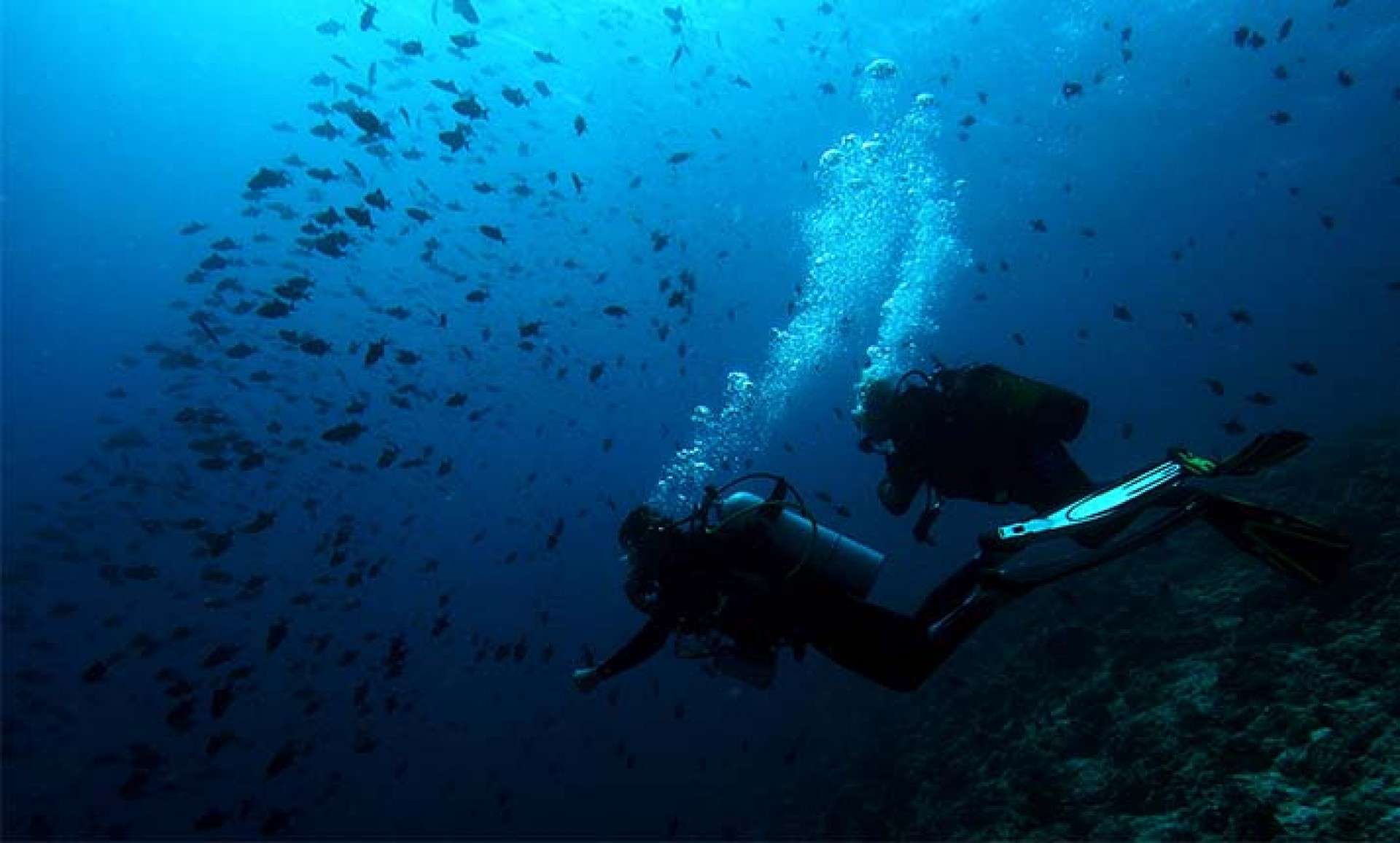 diving_h_266_718_Cyc0R.jpg